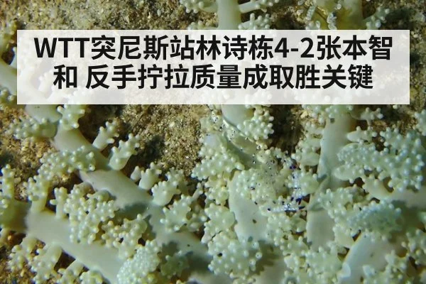 WTT突尼斯站林诗栋4-2张本智和 反手拧拉质量成取胜关键